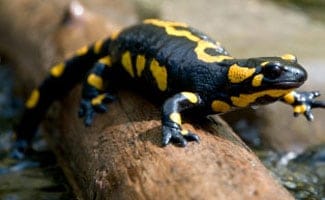 Yellow salamander on log