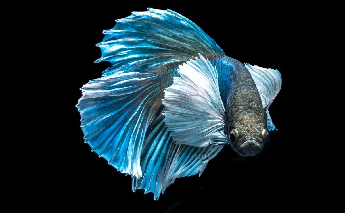 blue betta fish