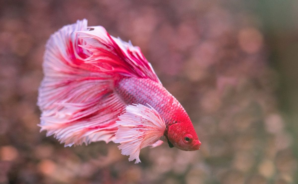 pink betta fish