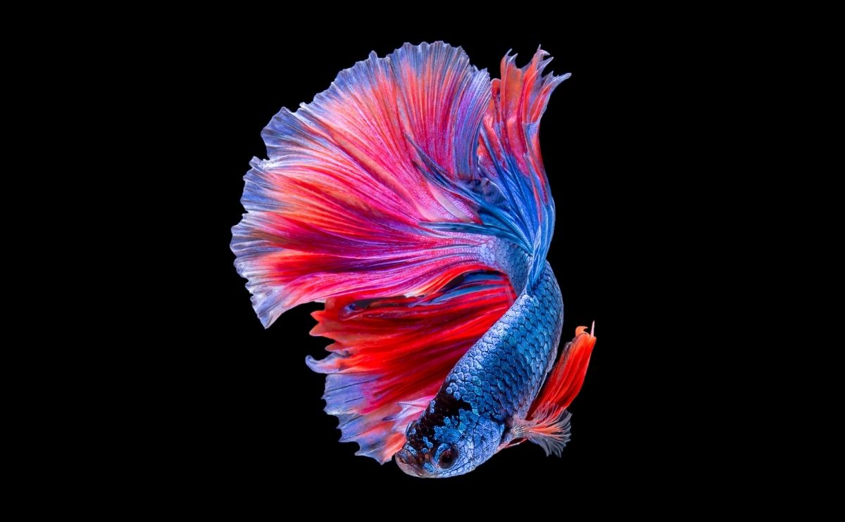red and blue betta fish