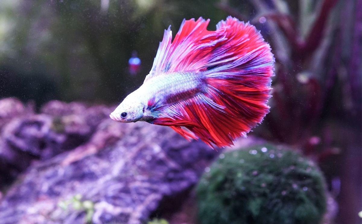 silver and pink betta fish in tank