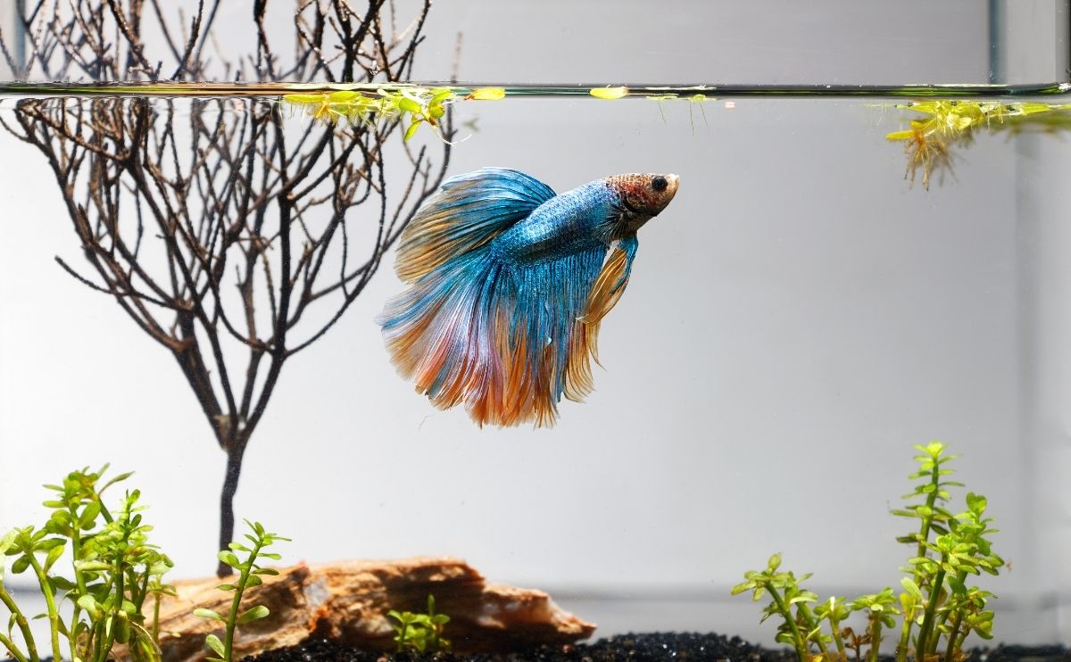 blue betta fish in tank