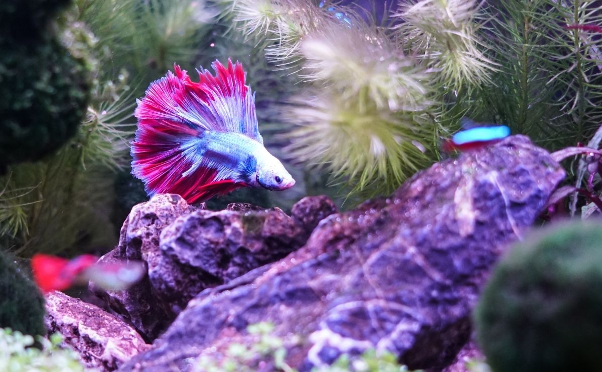 pink betta fish in tank