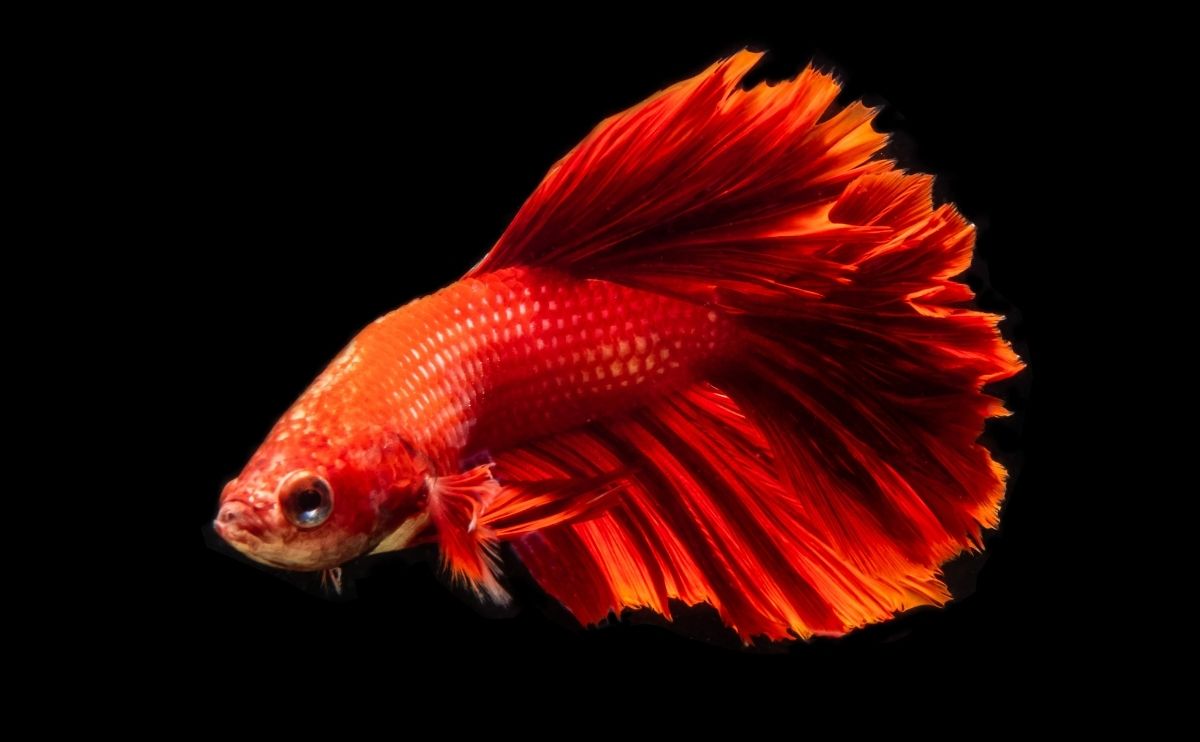 red betta fish