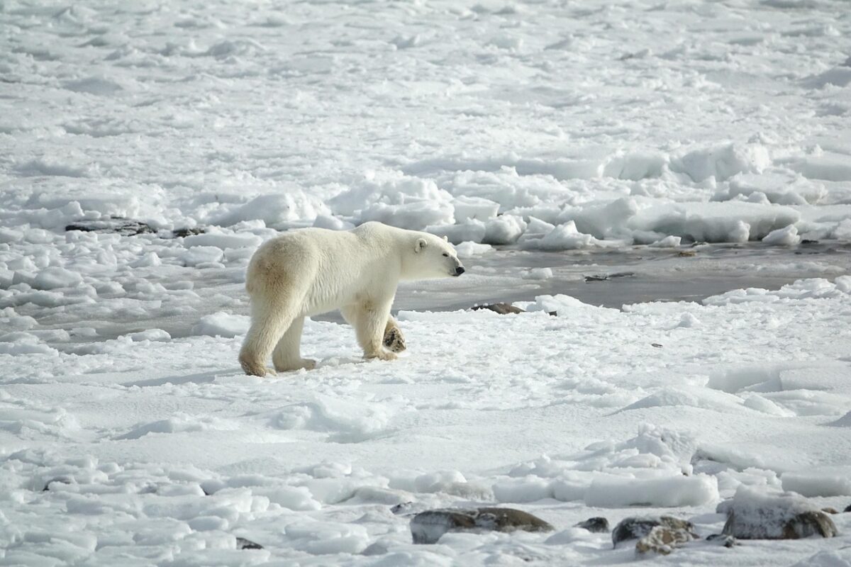 A polar bear in the arctic.
