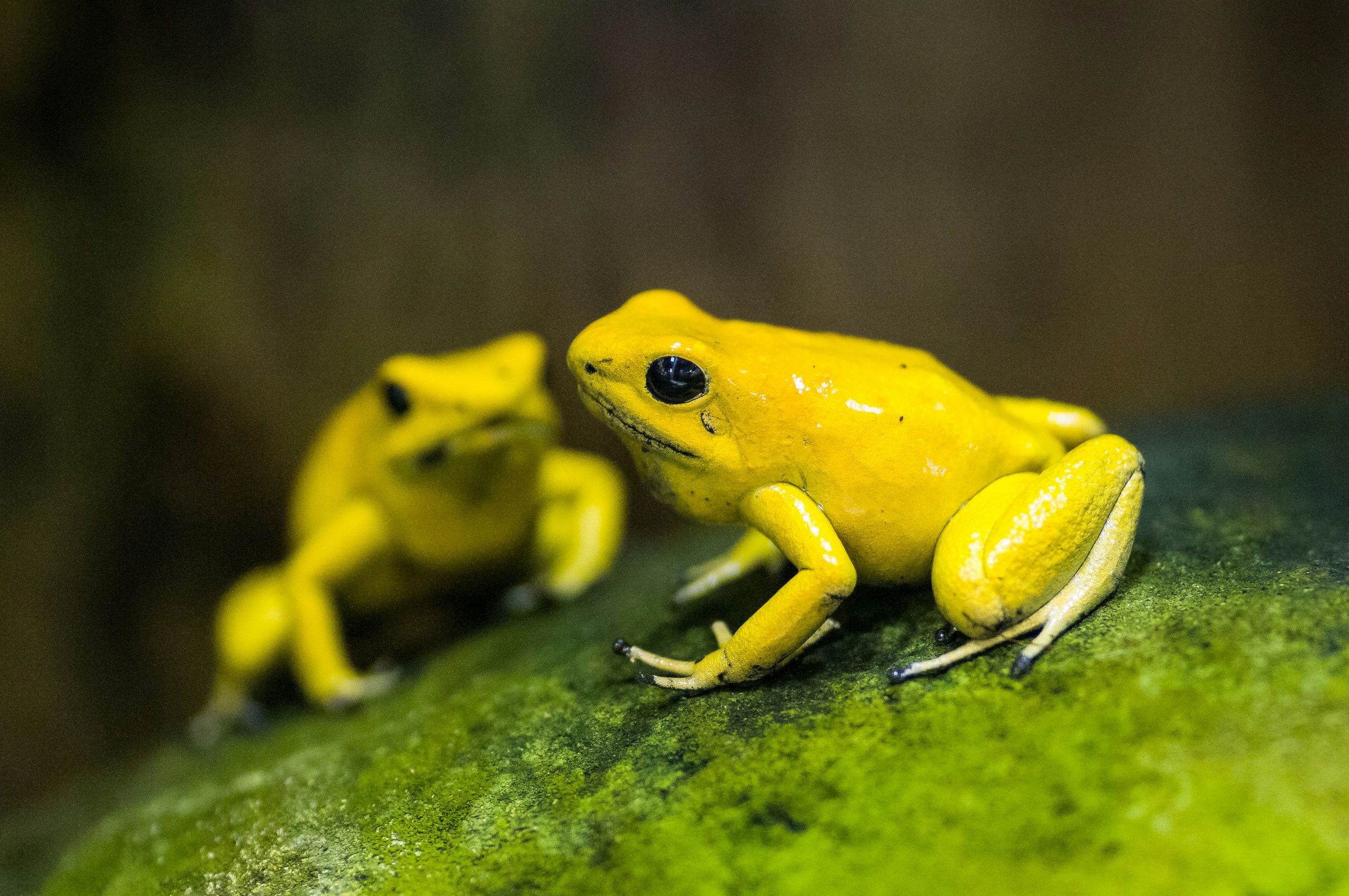 Small Poison These 12 Poisonous Animals Look Harmless — But They’re Not - Earth's ...