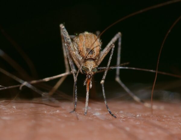 Danger Insect 10 of the Most Dangerous Insects in the World—and Why They’re So Feared ...