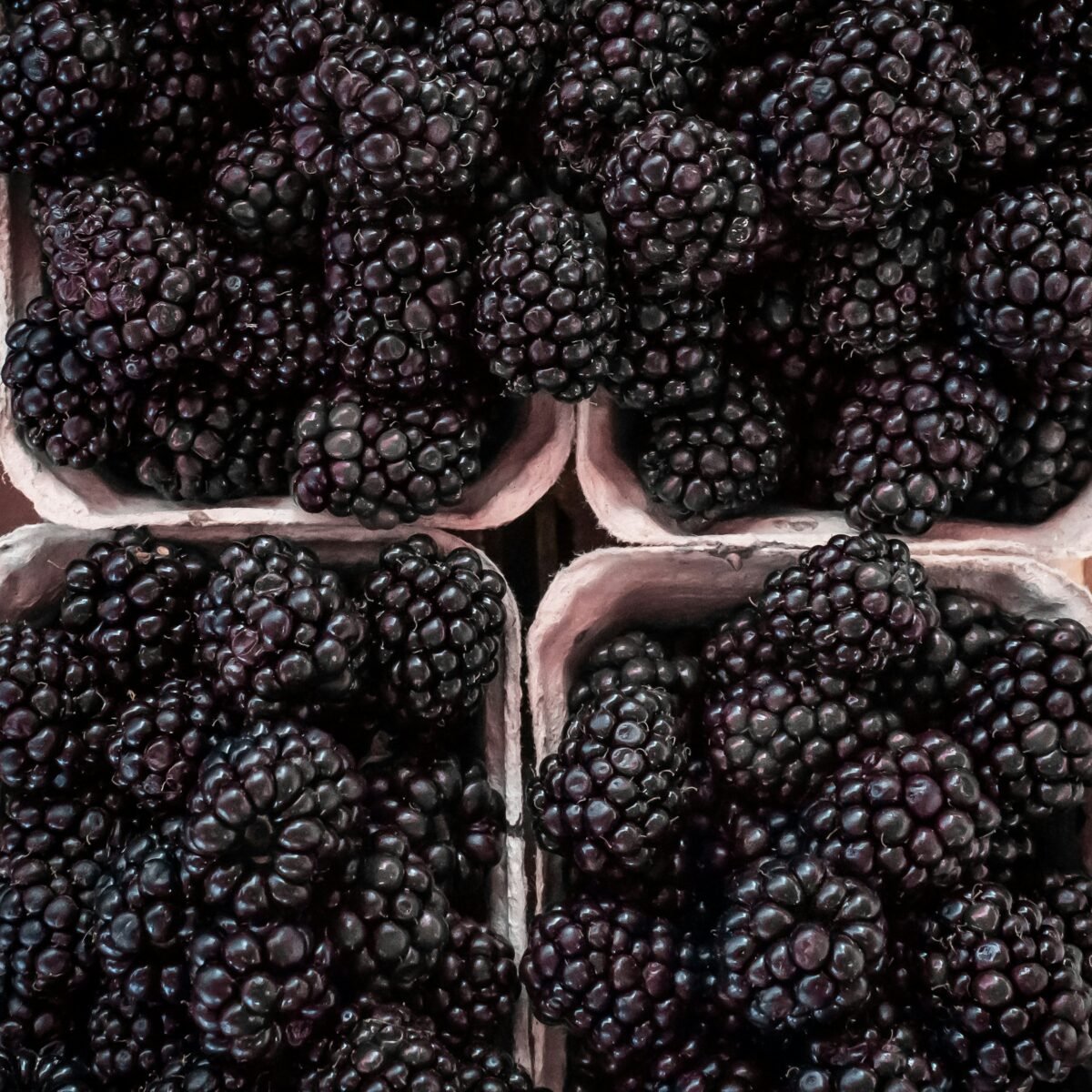 fresh blackberries 