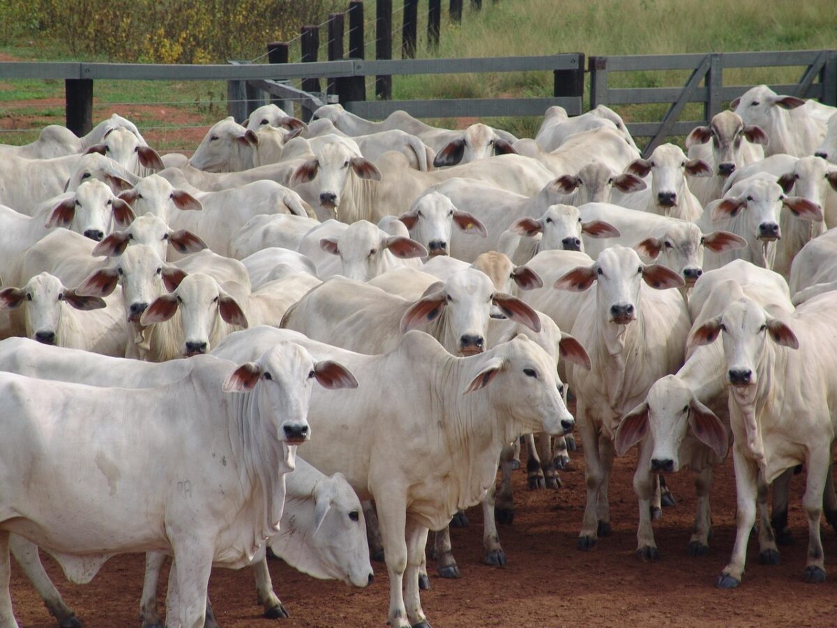 flock, cowed, nelore, many cows, beef cattle, flock, nelore, nelore, nelore, nelore, nelore, many cows, beef cattle