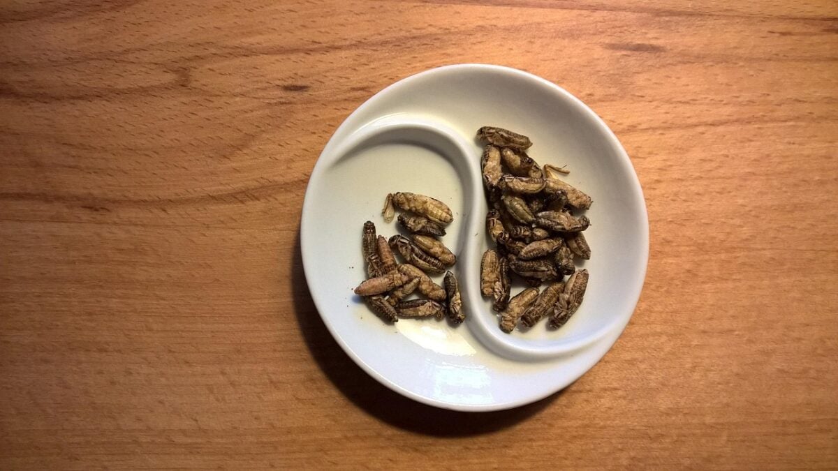 food, grilling, protein, insects, edible crickets, nourishment, overcoming, disgust, meal, roasted crickets, protein, edible crickets, edible crickets, edible crickets, edible crickets, edible crickets, overcoming, overcoming, roasted crickets, roasted crickets