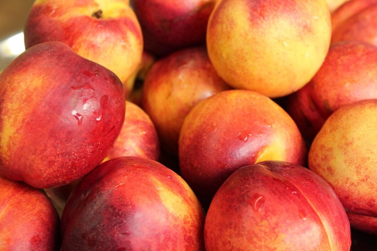 nectarines, fruit, fresh, vitamins, nectarine, ripe, food, tasty, red, healthy, nutrition, juicy, nectarines, nectarine, nectarine, nectarine, nectarine, nectarine