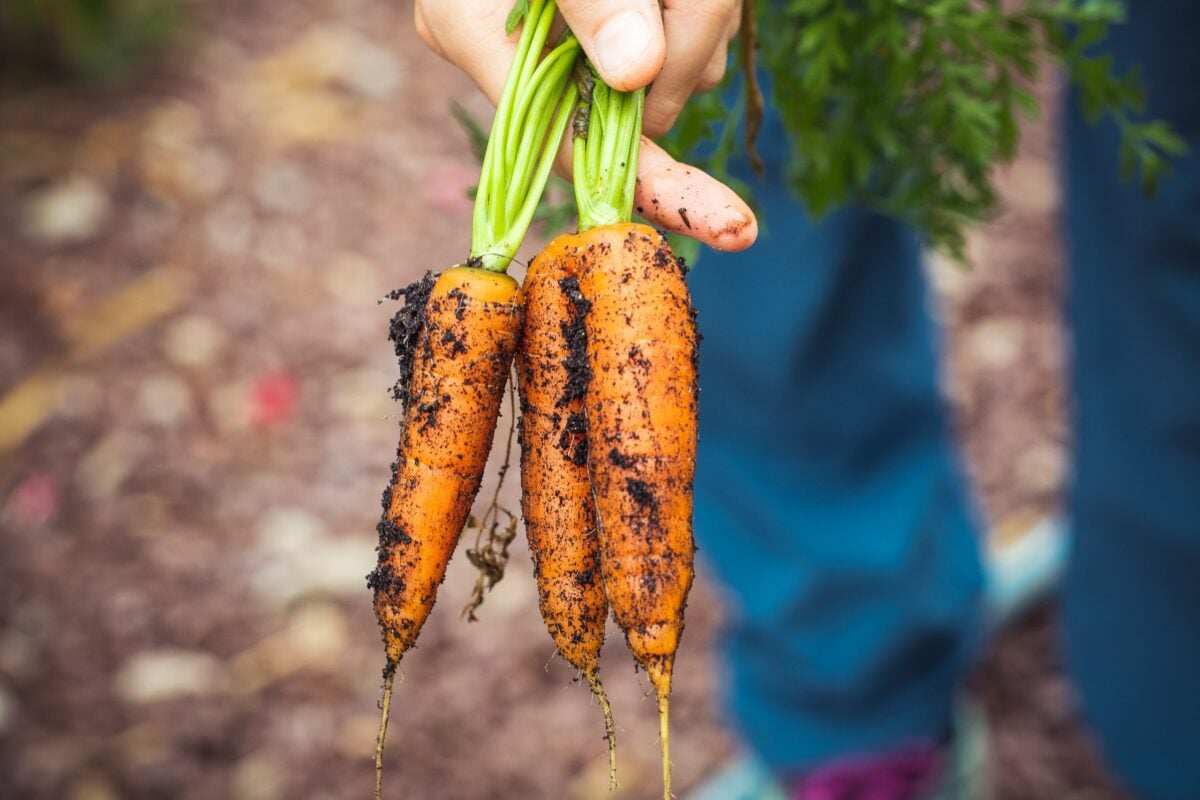 Fresh harvest bio homegrown carrots – urban gardening in raised bed. Made with Canon 5d Mark III and loved analog lens, Leica APO Macro Elmarit-R 1:2.8 / 100mm (Year: 1993)