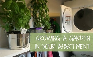 Garden inside a laundry room