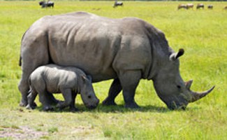 Baby rino with mom in Kruger Park