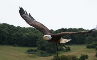 Bald eagle