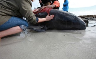 Beached whale