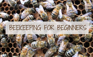 Bee hive: Beekeeping for Beginners