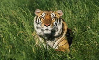 Bengal tiger in grass