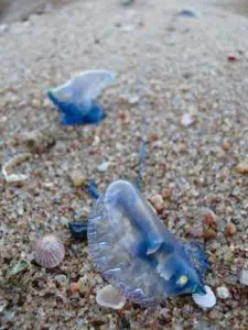 Pieces of bottle in sand