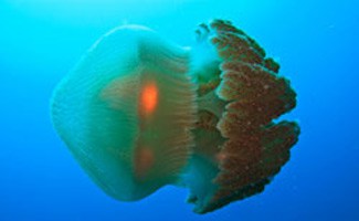 Box jelly fish in ocean