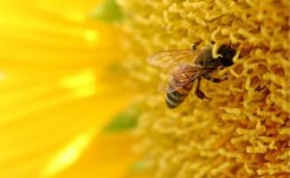 Bubble bee on Sunflower