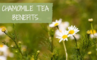 Chamomile Plant: Chamomile Tea Benefits