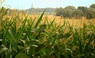 Corn field