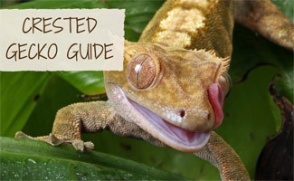 Crested gecko licking on a plant