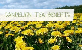 Dandelion Tea Benefits: Dandelions in a field