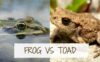 What is the Difference Between a Frog and a Toad?