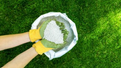Hands feeding lawn with granular fertilizer for perfect green grass below overhead shot.