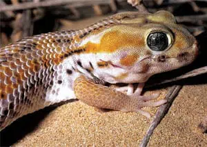 Frog Eyed Gecko on ground