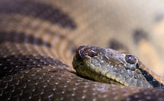 Green mamba snake