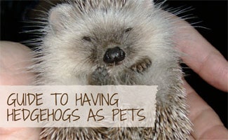 Hedgehog in hands: Guide to having Hedgehogs as Pets