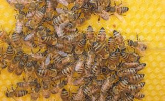 Honeybees on honeycomb