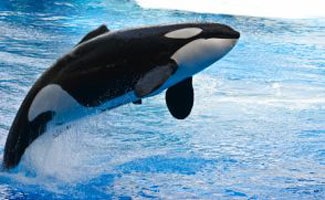 Jumping killer whale