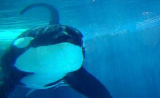 Killer whale swimming