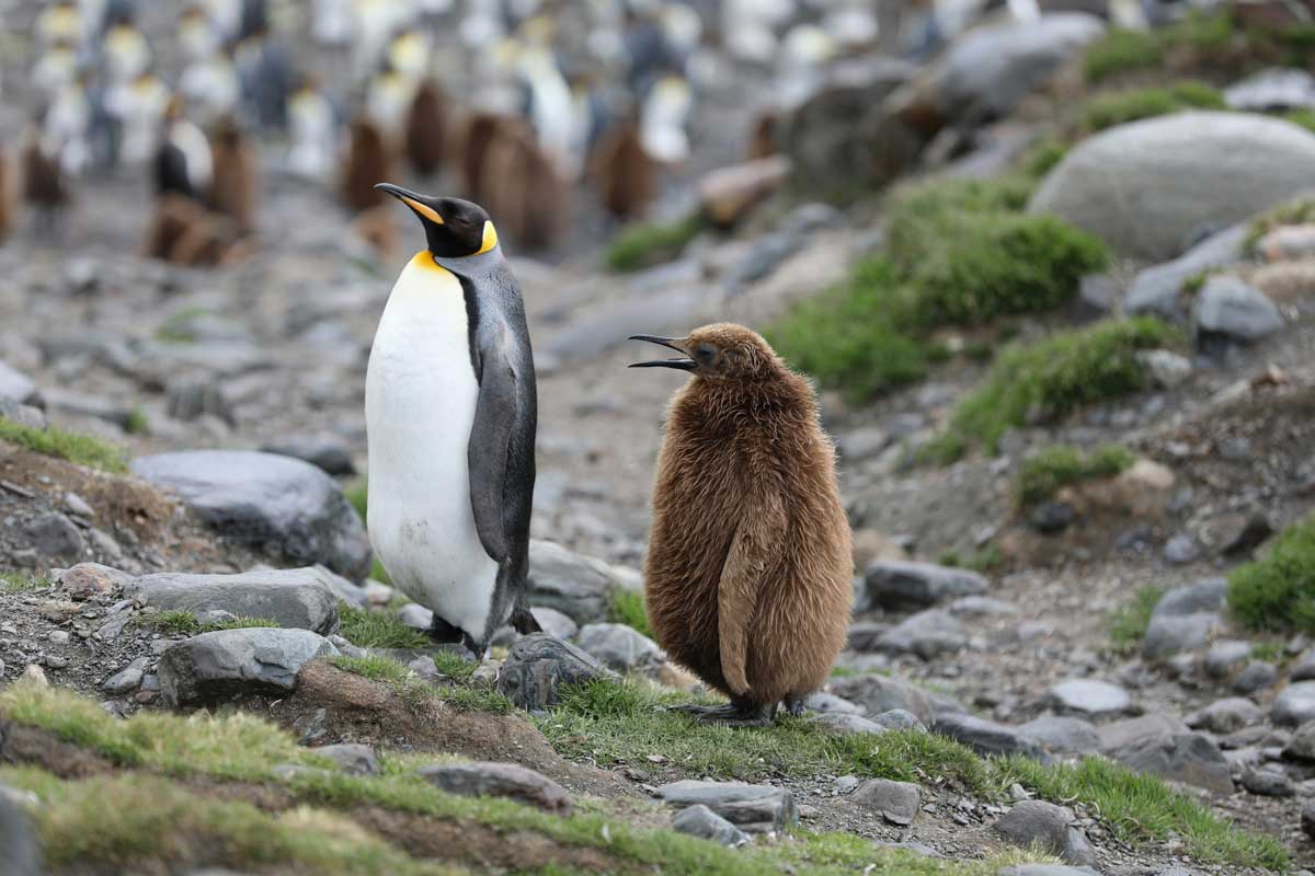 king penguin and chick in antarctica