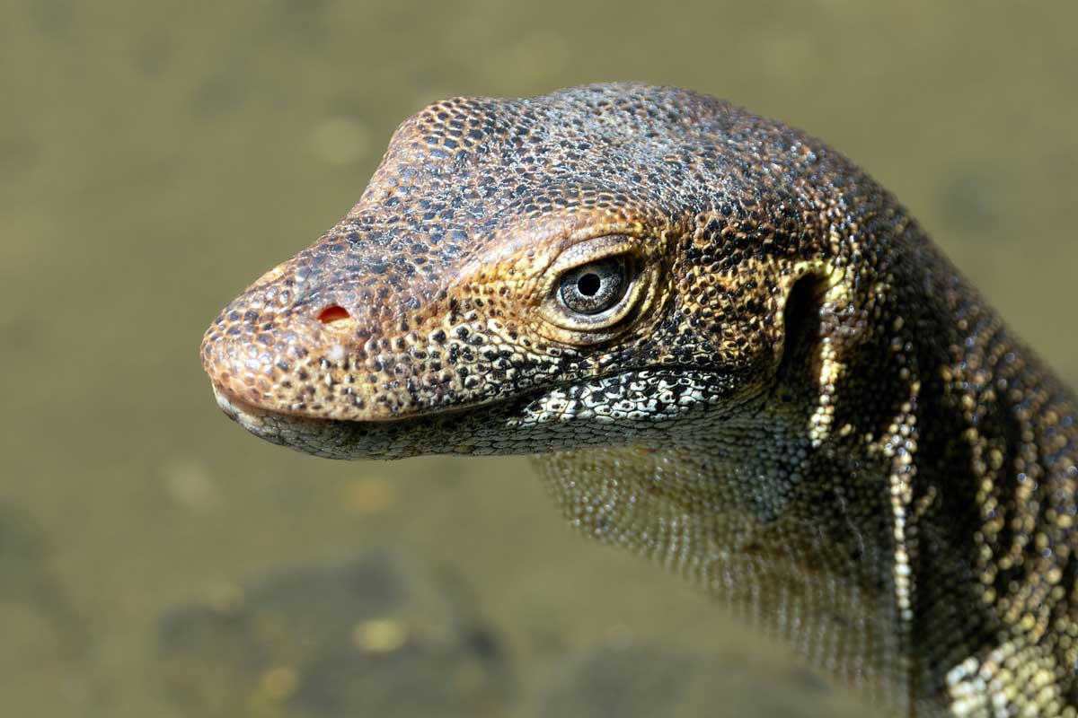 mertens water monitor australia, photo by David Clode, licensed via Unsplash