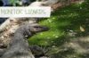 Monitor Lizard (caption: Monitor Lizards)