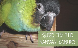 Nanday Conure