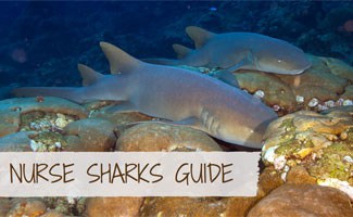 Nurse Sharks in the ocean
