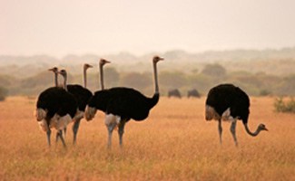Ostriches on a farm