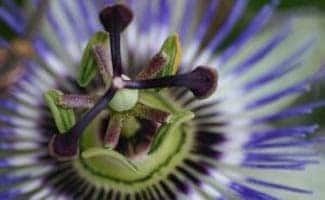 Passionflower blooming