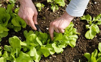Picking lettuce from garden