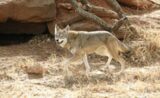 Facts about The Red Wolf - Earth's Friends