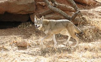 Red wolf in field