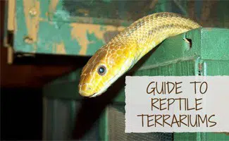 Snake in a cage: Reptile Terrarium Guide