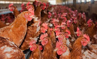 Roosters in a factory farm