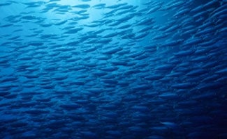 School of fish swimming in ocean